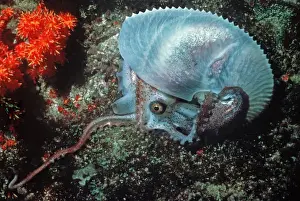 Paper Nautilus - found swimming in 21 meters down a drop off Qatar. Arabian Gulf