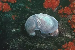 Paper Nautilus - found swimming in 21 meters down a drop off Qatar, Arabian Gulf