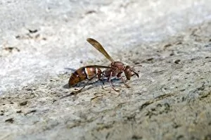 Images Dated 15th April 2009: Paper Wasp - drinking water at birdbath