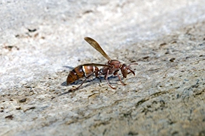 Paper Wasp - drinking water at birdbath Paper Wasp - drinking water at birdbath