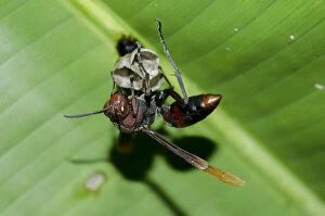 Banded Gallery: Paper Wasp starting to build a new nest - Klungkung, Bali, Indonesia     Date: 08-Aug-20