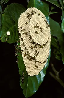 Wasps Prints: Paper wasp - vertically-layered nest