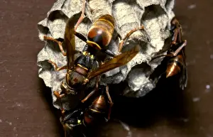 Wasps Prints: Paper wasps - female workers attending larvae in nest cells