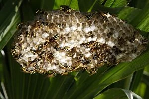 Images Dated 8th August 2005: Paper Wasps - at nest. Provence - France