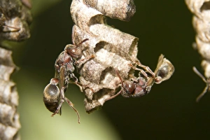 Images Dated 5th February 2008: Two Paper Wasps - tend cells on their comb'-like nest. The wasps build a single vertical comb