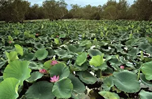 Paperbarks Prints: Paperbark swamp with Lotus lilies (Nelumbo nucifera) Yellow Water