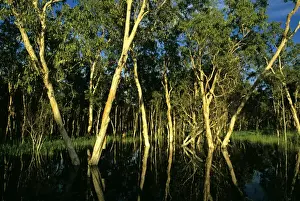 Paperbarks Prints: Paperbark Swamp (M. leucadendra) Kakadu National Park (World Heritage Area)