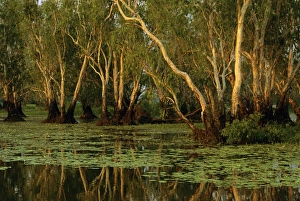 Paperbarks Collection: Paperbark swamp with Waterlilies (Nymphea violacea) Yellow Water