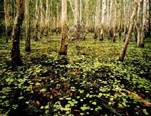 Paperbarks Collection: Paperbark swamp - Wet season, Kakadu National Park (World Heritage Area), Northern Territory