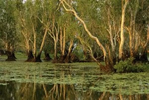 Paperbarks Collection: Paperbark swamp at Yellow Water - Kakadu National Park (World Heritage Area)