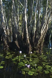 Lily Prints: Paperbark trees - and waterlilies In the wetlands of Yellow Waters