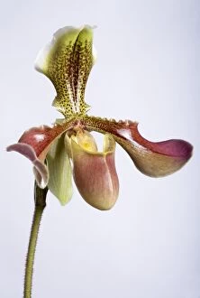 Images Dated 27th November 2007: Paphiopedilum Orchid