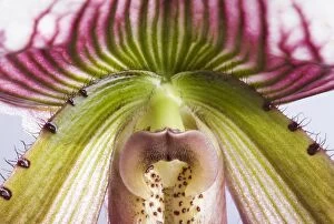 Images Dated 27th November 2007: Paphiopedilum Orchid - Anthere - Tropical Asia