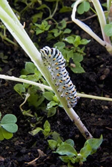 Papilio machaon larva (butterfly of)