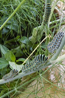Papilio machaon larvae (butterfly of)