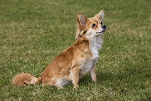 Images Dated 18th October 2009: Papillon dog