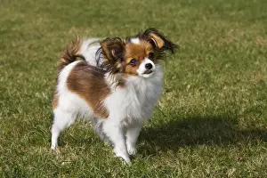 Papillon dog