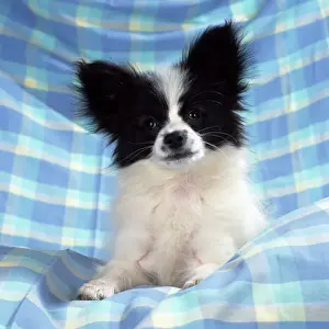 Papillon Dog