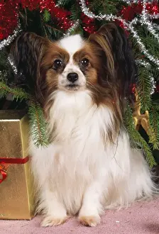 Papillon Dog - under Christmas tree