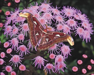 Papua New Guinea. Atlas moth on flower