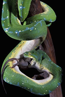 Papua New Guinea. Green tree python (Morelia)