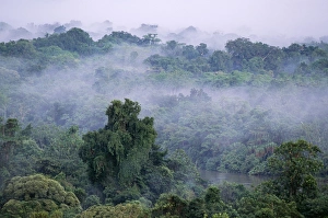 Papua New Guinea Collection: Papua New Guinea Karawari River & Rainforest, Eastern Sepik