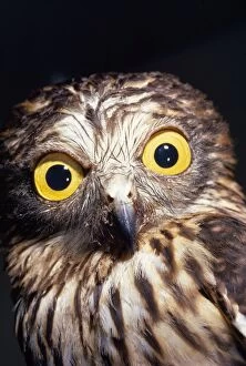Papuan Hawk Owl -C / u