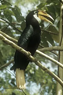 Hornbills Prints: Papuan Hornbill South East Asia to Papua New Guinea