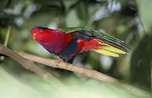 Papuan Lory / Lorikeet