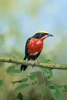 Shrikes Prints: Papyrus Gonolek / Yellow-crowned Gonolek / Mufumbiri Shrike