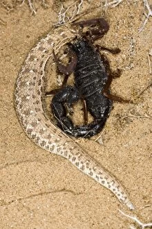 Images Dated 20th May 2008: Parabuthus Scorpion - Eating a Sidewinder, after kiliing and dragging it into the undergrowth