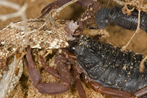 Images Dated 20th May 2008: Parabuthus Scorpion - Eating a Sidewinder, after kiliing and dragging it into the undergrowth