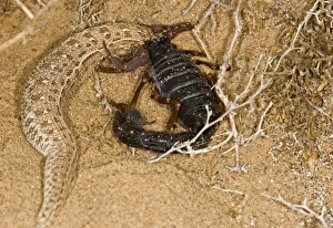 Images Dated 20th May 2008: Parabuthus Scorpion - Eating a Sidewinder, after kiliing and dragging it into the undergrowth
