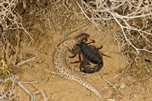 Images Dated 20th May 2008: Parabuthus Scorpion - Eating a Sidewinder, after killing and dragging it into the undergrowth