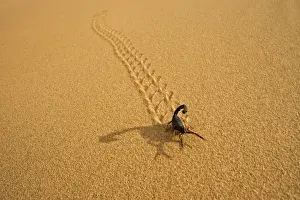 Parabuthus Scorpion - leaving tracks up a dune at sunset - Namib Desert -Namibia - Africa