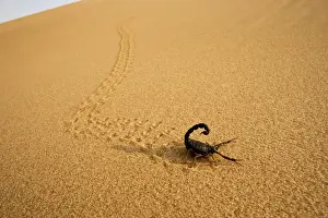 Parabuthus Scorpion - leaving tracks up a dune at sunset - Namib Desert -Namibia - Africa