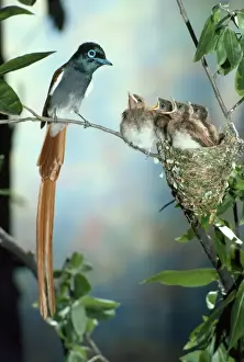 Flycatchers Prints: Paradise Flycatcher - male with young