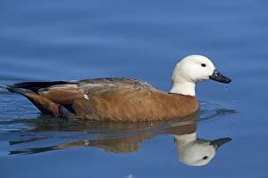 Images Dated 20th August 2011: Paradise Shelduck - female