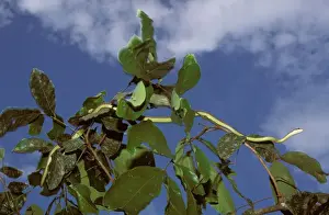 Paradise Tree Snake / Flying snake - In tree, Sabah, Borneo, Malaysia, Borneo, New Guinea JPF29736