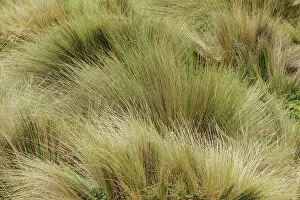 Ecuador Gallery: Paramo grass, Antisana Ecological Reserve, Ecuador