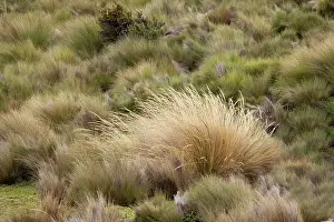 Paramo grass, Antisana Ecological Reserve, Ecuador. Date: 04-08-2021