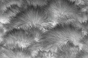 Paramo grass, Antisana Ecological Reserve, Ecuador. Date: 04-08-2021