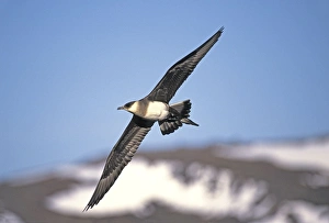 Images Dated 28th July 2006: Parasitic Jaeger / Arctic Skua Nome Alaska