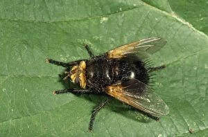 Images Dated 14th August 2009: Parasitic Tachinid Fly