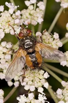 Images Dated 22nd August 2010: Parasitic Tachinid fly - on Angelica; parasite on lepidoptera