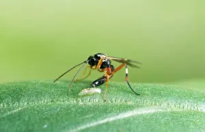 Eggs Prints: Parasitic Wasp - Laying egg in hoverfly larva, UK