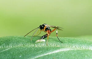 Parasitic WASP - laying egg in hoverfly, larvae