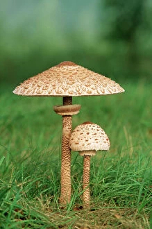 Mushrooms And Toadstools Collection: Parasol Fungi ME 180 Edible Lepiota procera © Johan De Meester / ARDEA LONDON