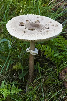Parasol Fungus, with well matured cap, Hessen, Germany