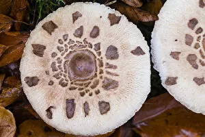Mushrooms And Toadstools Collection: Parasol Fungus, showing detail of cap, Hessen, Germany